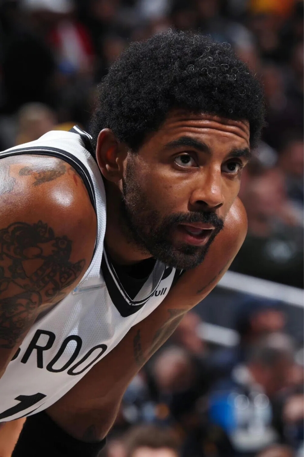 立巨大的领 立巨大的领